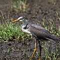Pied Heron in Freshwater Lakes<br />Canon EOS 7D + EF400 F5.6